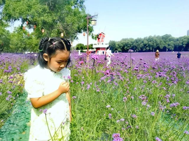 永靖马鞭草花海醉游人
