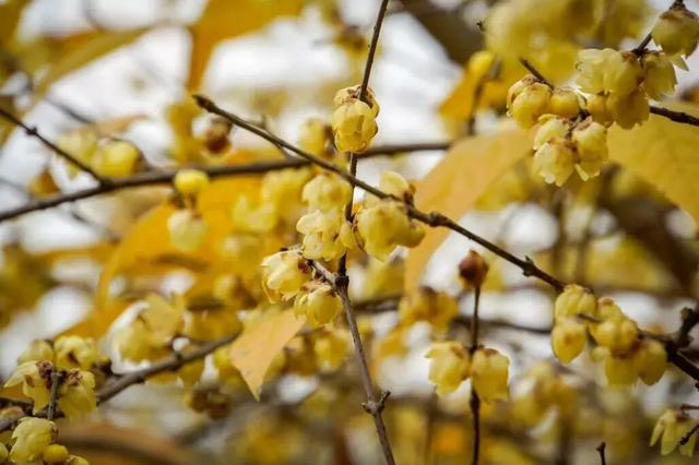 元旦迎最佳观赏期！重庆这里的腊梅开始飘香→