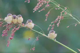 牛散夫妻张素芬、夏重阳最新持股图片