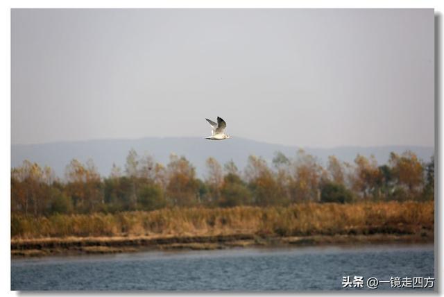 漫步丹东鸭绿江畔，可以隔江望见对岸的朝鲜