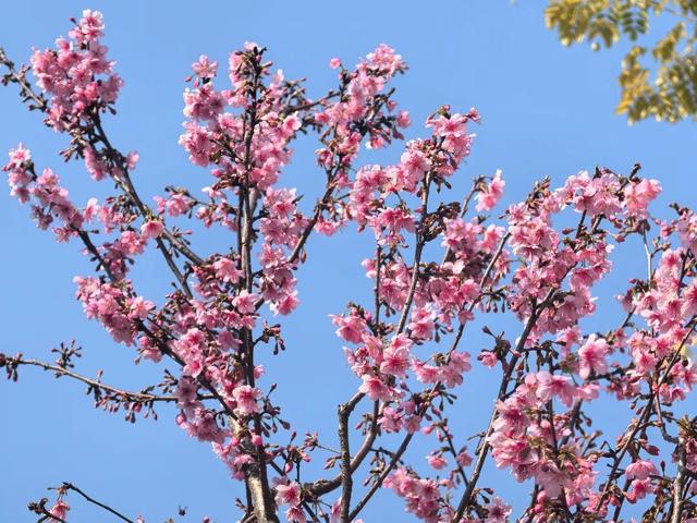 反季惊喜！北方白雪皑皑 始兴这座古村樱花浪漫