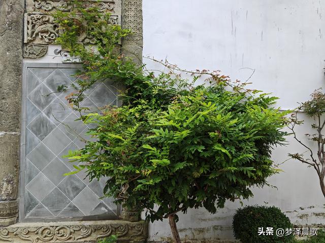 祥云湾竹木赋 ——癸卯秋日云梦纪行