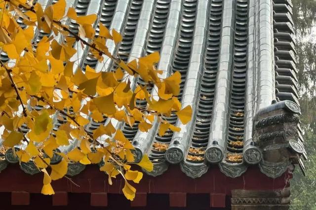 临沂孔庙银杏季打卡攻略！未来一个月这样玩~