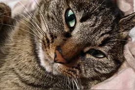 狸花猫当宠物猫养会怎么样？图片