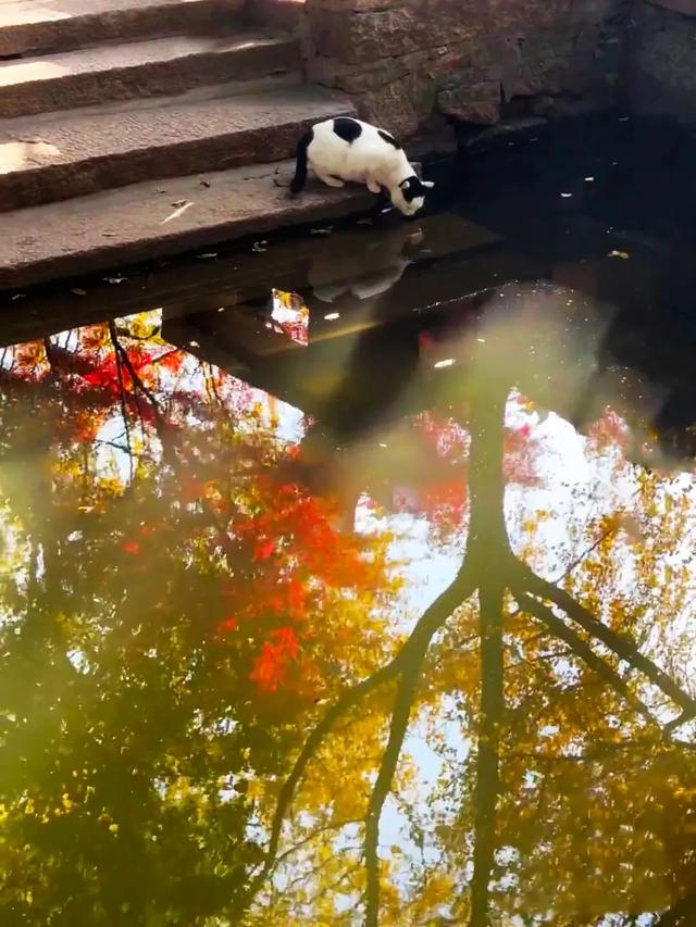 抓住秋天的尾巴!出发苏州这5个赏秋圣