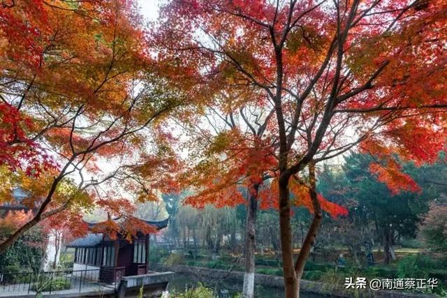 进入最佳观赏期，南通人速去打卡→
