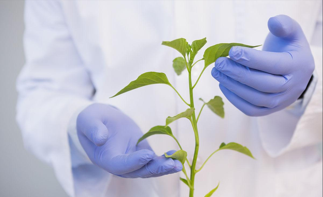中国再出黑马！科学家成功破解植物再生密码，1大关键因素出炉