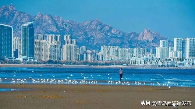 “鸥”耶！西海岸来了一批“老朋友”！