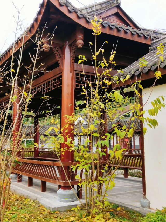 寒风再烈、冬日再冷，蜡梅照样艳压全场！