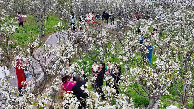 梨雪漫山迎客 一站式解锁四川仁寿春日美好