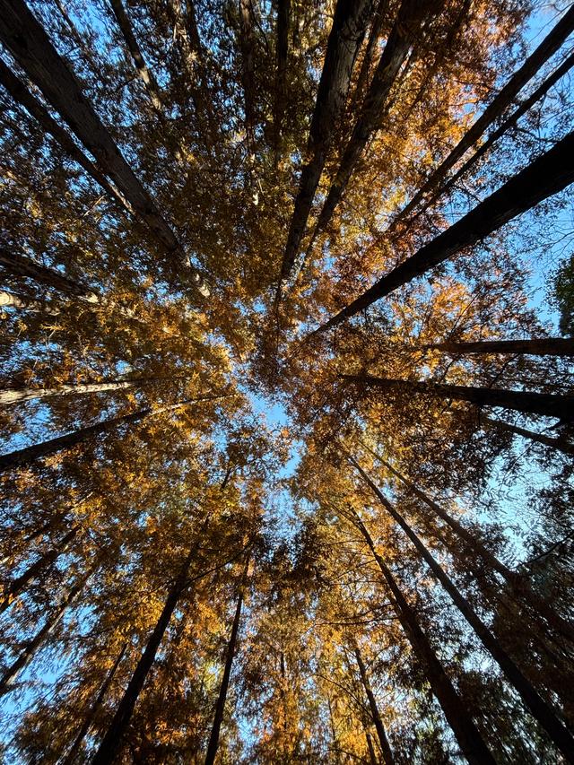 国家植物园赏秋