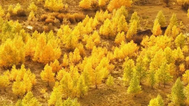五大任务·看锡林｜锡林浩特：金秋草原绘就北疆斑斓画卷