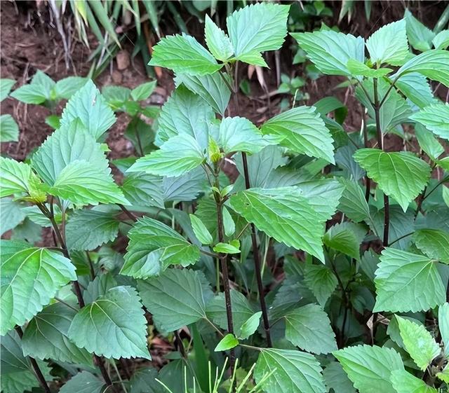 70酋长洒烟草祭河：卡卡贡野米，是奥吉布瓦人的命根也是危机靶心