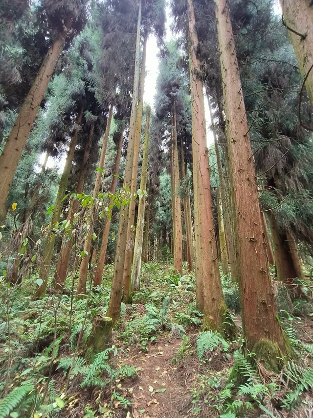 秋日限定！都江堰蒲虹路赏枫，0元小众无路人，快收藏！