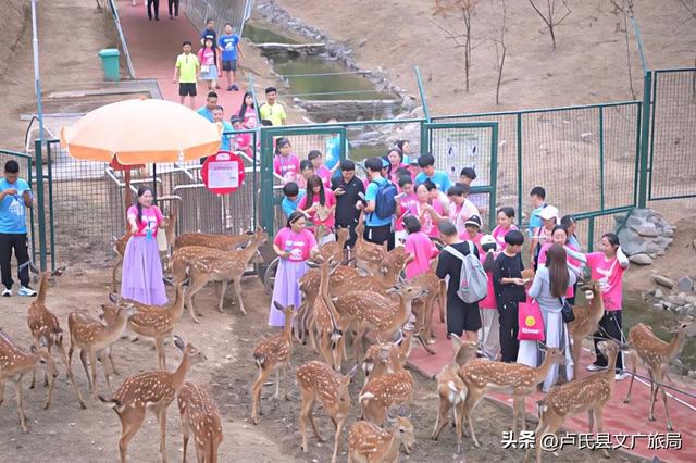 【文旅医养】百对双子竞激流，千宠萌动峡谷欢•豫西大峡谷第十八届全国双胞胎漂流大赛燃爆盛夏！