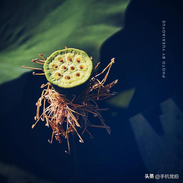 带你逛拍天津小站荷花塘｜这里的荷景别样美