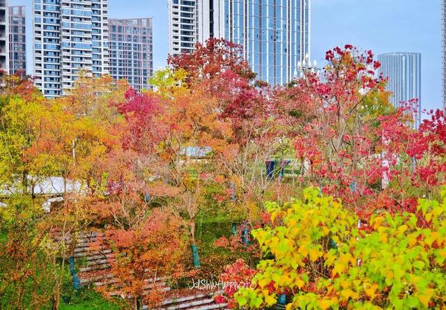 在眉山天府新区，“治愈”这个冬天！