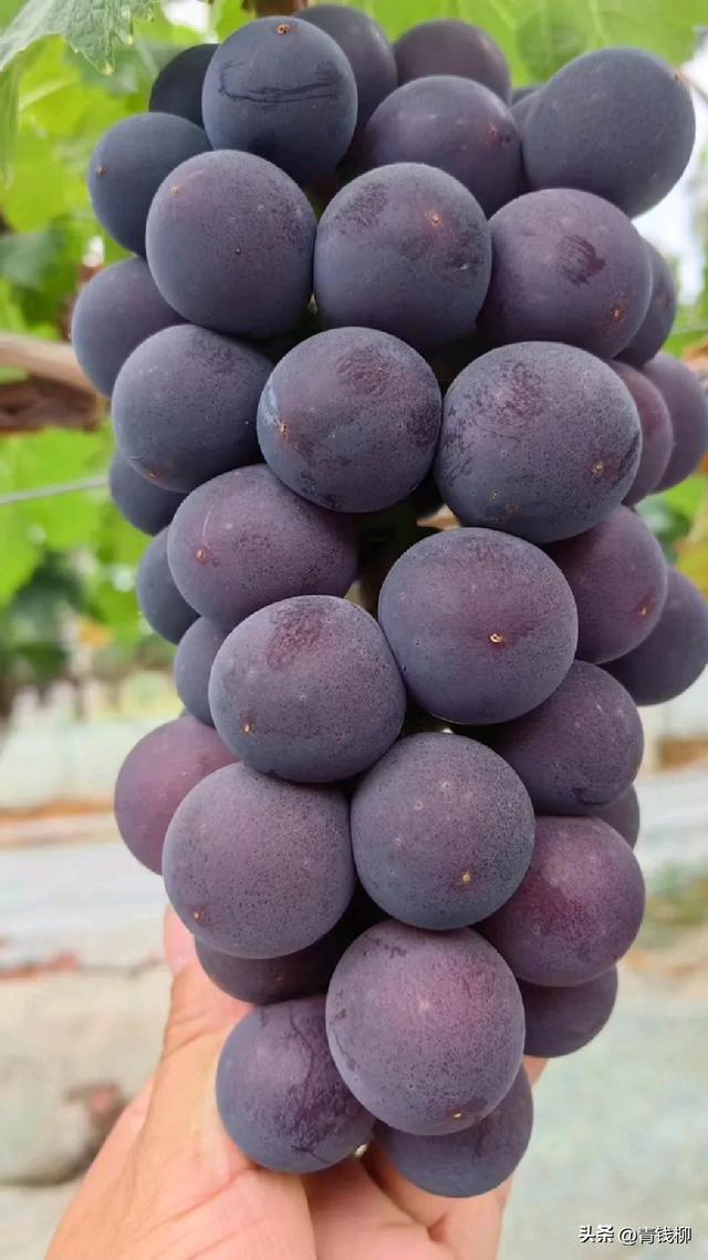 陕西渭南地区甬优1号与新郁葡萄引种适应性评价