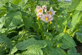 25天定收成！土豆花期必做3件事图片