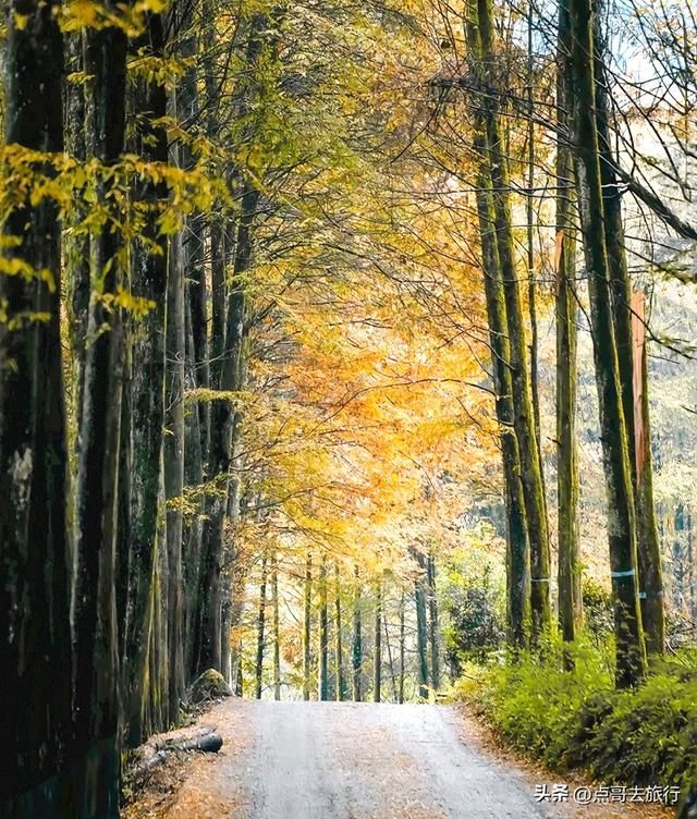 成都严重被低估的彩林徒步线路，1天轻松往返，山野壮观绚丽！