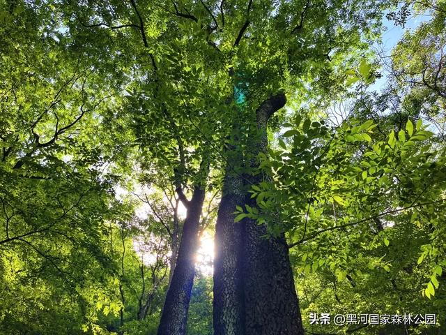 高温别怕!进山纳凉来黑河,山水环绕凉快极了!