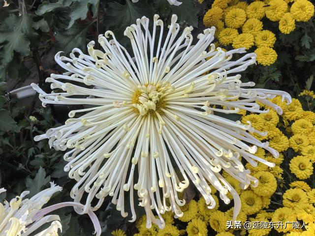 常州城东横山桥白龙观 冬日菊花节 采菊东篱下，悠然见横山