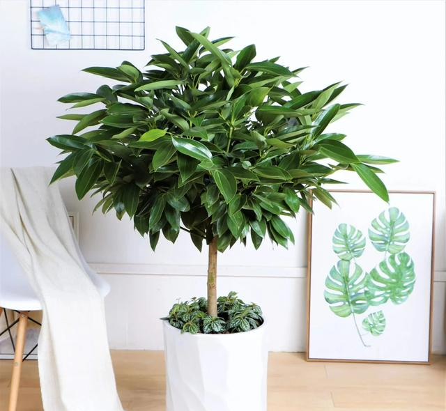 客厅见树，十有九富！“9种树”放在客厅，个顶个的吉祥，大气