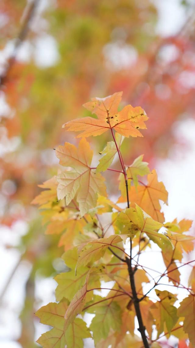 捡秋，在千年古城里体验“寻宝”游戏