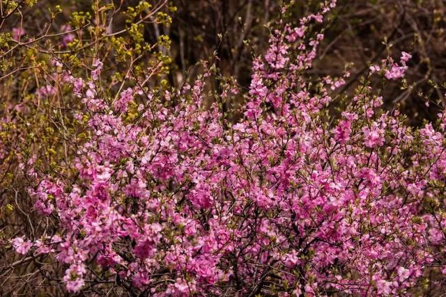 耿亮吉：折腰峪的桃花与老人