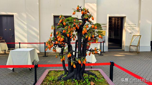 中山公园的秋，是写给武汉的一首诗