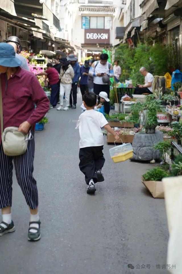 苏州花鸟市场里藏着滚滚红尘