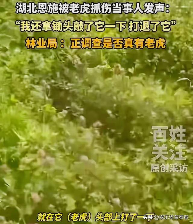 湖北恩施一村民干农活时被老虎抓伤：持锄头敲了它几下 摇摇头走了
