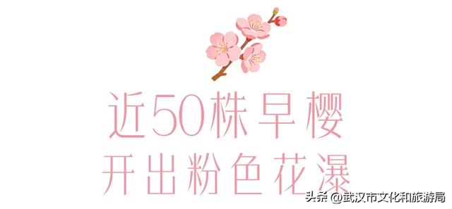 今天开园,东湖樱花园最新实拍!