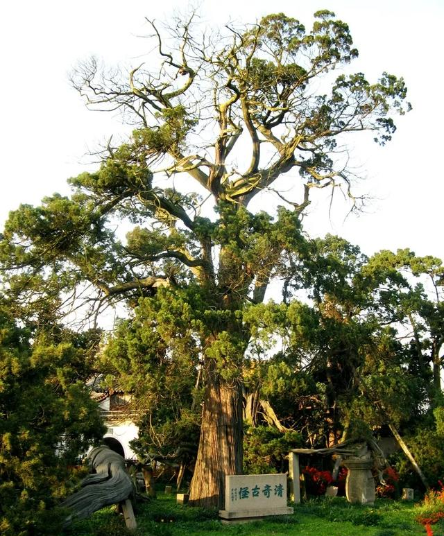 俗语“坟前若有弯楦树，家中必有人才出”是什么意思？有没有道理