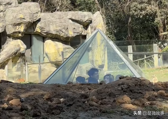 当Zoo Walk成为都市爆款 ，当代年轻人从“萌物”中寻求疗愈