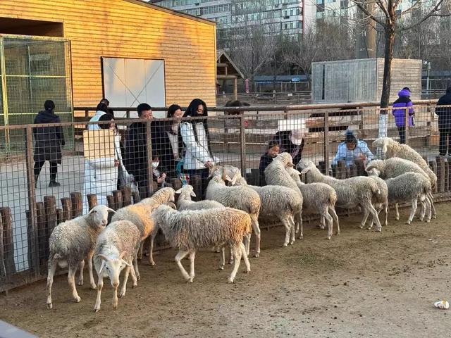 市民太原动物园，享受冬日的宁静与温馨