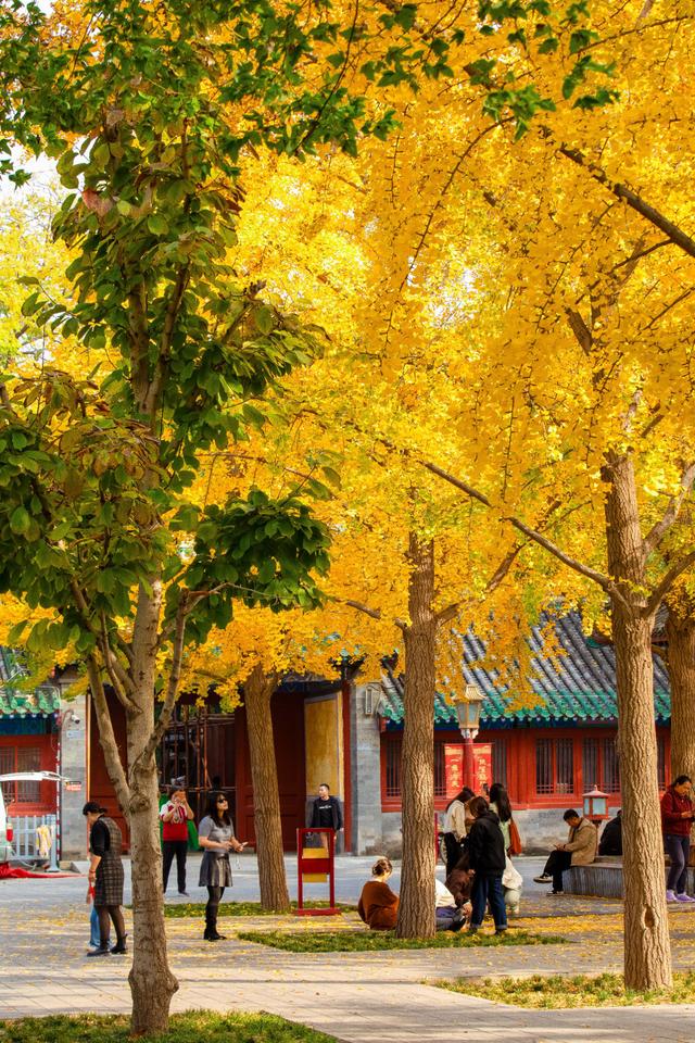 北京最爱的秋日清幽之地，曾经最高学府国子监，金黄的银杏美爆了