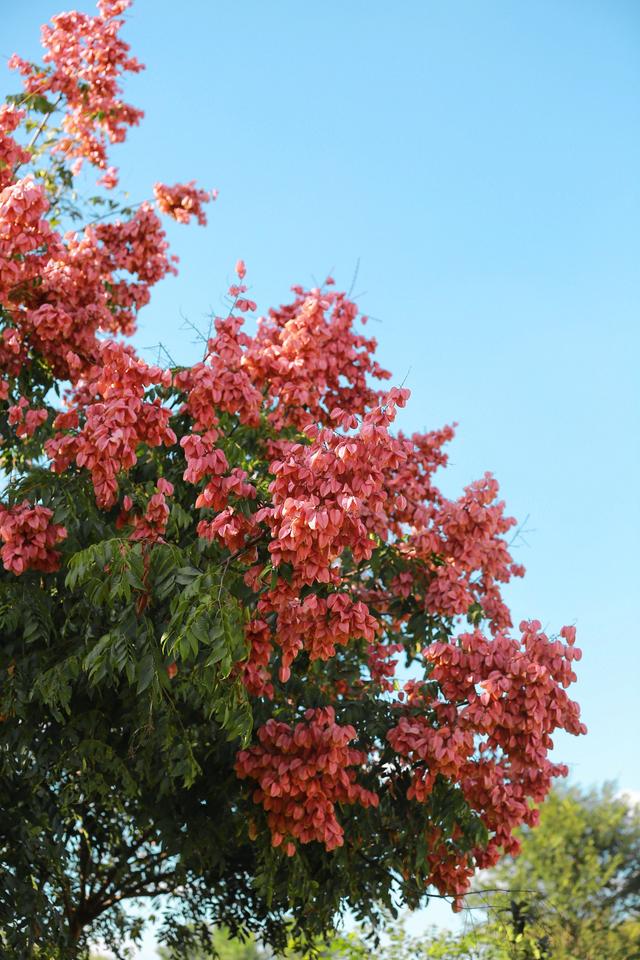 栾树花语