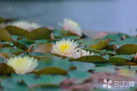 确定了！手握“苏超”门票，相城这些景点半价！图片