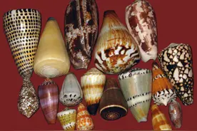 这种螺可千万不能吃，更不能随便抓！图片