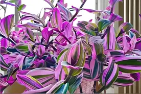 山东一太太了不起，把吊兰养成了真正的“油画”，网友:惊艳了图片