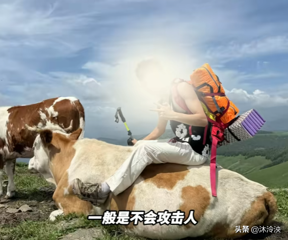 游客徒步遭牛群踩踏后续：景区回应，真相曝光后，网友直呼太活该