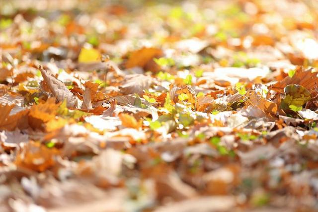 秋之彩色吉林｜层林尽染，鹿影翩跹！这里的秋天美成一首诗