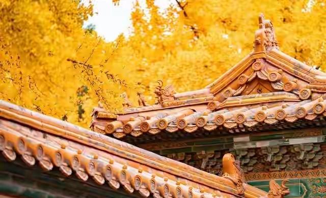 行摄手记：故宫秋色入画 一树银杏 半阙宫墙，定格六百年的金黄诗行