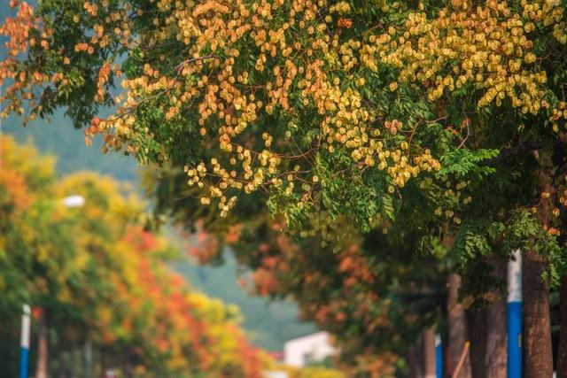 郑州秋日旅行天花板！这4个市内秋游美到难忘，最后一个印象深刻