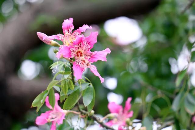 美翻了!石碣街头异木棉盛放,一树树粉花演绎都市浪漫