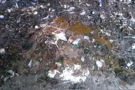 鸡拉白痢是怎么引起的?鸡拉白屎用什么药?看完就会了图片