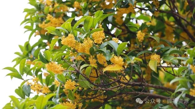 国庆假期桂北这个县的桂花树应时盛放 金粟满枝香溢全城