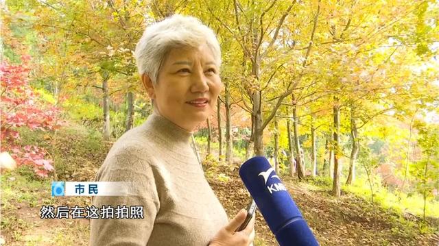 200亩枫海,11月初红艳上线!快来这里赏 “秋日大片”~