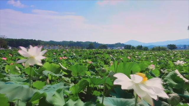 江西一座低调的古镇藏着50多幢明清豪宅，全球最大的莲花池就在此